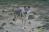 Chien-loup tchécoslovaque Heaven des Loups d'Akairo