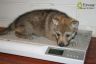 0030-pesee-chiot-chien-loup-tchecoslovaque-31-jours-akairo.jpg