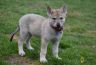 1506-chiot-chien-loup-tchecoslovaque-7-semaines.jpg