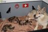 Naissance chiot chien-loup tchécoslovaque
